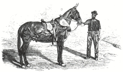 Illustration No. 8 (84k)