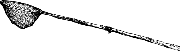 TAIL PIECE&mdash;THE NET