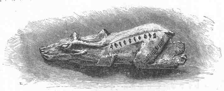 Fig 12.  Pal&aelig;olithic art - a knife-handle