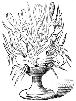  FIG. 4.&mdash;Crocus Flowering in a Perforated Pot.