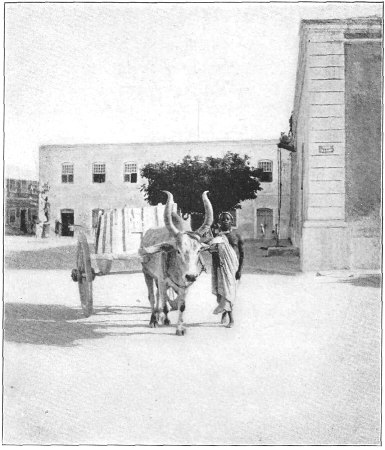 One-half of the Street Cleaning Department of
Mozambique.