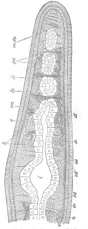 6. CROSS-SECTION OF TURBELLARIAN. HATSCHEK, FROM
JIJIMA.