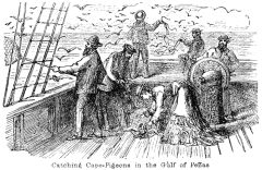 Illustration: Catching Cape Pigeons in the Gulf of Pe&ntilde;as
