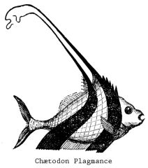 Illustration: Ch&aelig;todon Plagmance