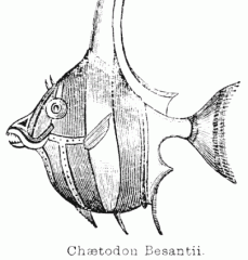 Illustration: Ch&aelig;todon Besantii