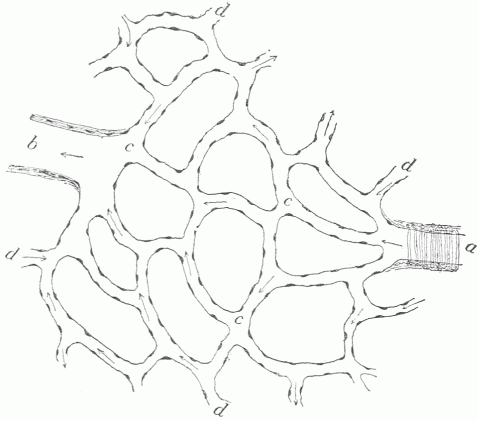 Fig. 11.&mdash;A Diagrammatic View Of The Blood Vessels. An artery (a) opens into a system of capillaries, (c) and after passing through these collects into a vein (b). Notice that the capillaries connect with other vascular territories at numerous points (d). If the artery (a) became closed the capillaries which it supplies could be filled by blood coming from other sources.