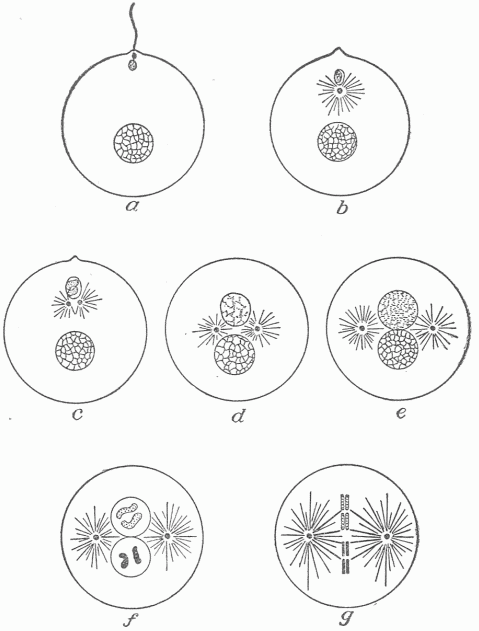 Fig. 22.&mdash;Diagrammatic Representation Of The Process Of Fertilization. (Boveri.) In the first cell (a) the ovum is shown in process of fertilization by the entering spermatozoon or male sexual element. In the following cells there is shown the increase in amount of the male material and the final intimate commingling in g which precedes the first segmentation. g represents a new organism formed by the union of the male or female cell but differing from either of them.