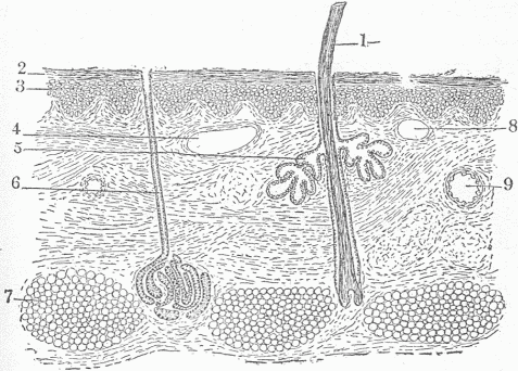 Fig. 3.&mdash;A Section Of The Skin. 1. A hair. Notice there is a deep depression of the surface to form a small bulb from which the hair grows. 2. The superficial or horny layer of the skin; the cells here are joined to form a dense, smooth, compact layer impervious to moisture. 3. The lower layer of cells. In this layer new cells are continually being formed to supply those which as thin scales are cast off from the surface. 4. Section of a small vein. 9. Section of an artery. 8. Section of a lymphatic. The magnification is too low to show the smaller blood vessels. 5. One of the glands alongside of the hair which furnishes an oily secretion. 6. A sweat gland. 7. The fat of the skin. Notice that hair, hair glands and sweat glands are continuous with the surface and represent a downward extension of this. All the tissue below 2 and 3 is the corium from which leather is made.