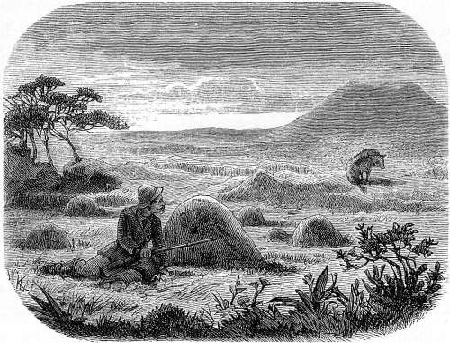 Jagd auf Zibethy&auml;nen am Klipspruit.