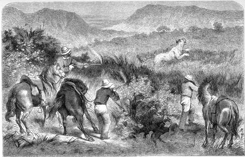 L&ouml;wenjagd in den Maqwasibergen.