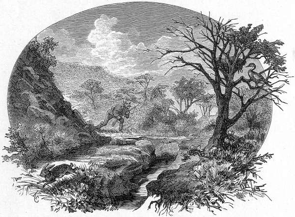 P&uuml;rsch auf egyptische Wildg&auml;nse.