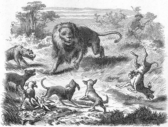 L&ouml;we von Hunden umringt.