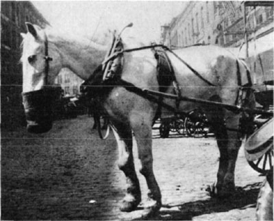 Fig. 13&mdash;Carpal exostosis in aged horse.