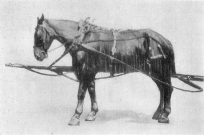 Fig. 32&mdash;''Pointing''&mdash;the position assumed by horse having
unilateral navicular disease.