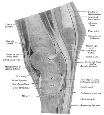 Fig. 40&mdash;Sagital section of right hock. The section
passes through the middle of the groove of the trochlea of the tibial
tarsal bone. 1 and 2. Proximal ends of cavity of hock joint. 3. Thick
part of joint capsule over which deep flexor tendon plays. 4. Fibular
tarsal bone (sustentaculum). A large vein crosses the upper part of the
joint capsule (in front of 1). (From Sisson's ''Anatomy of the Domestic
Animals.'')