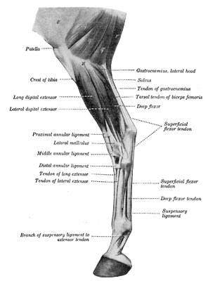 Fig. 42&mdash;Muscles of lower part of thigh, leg and foot;
lateral view, o', Fascia lata; q, q', q'', biceps femoris; r,
semitendinosus; 21', lateral condyle of tibia. The extensor brevis is
visible in the angle between the long and lateral extensor tendons.
(After Ellenberger-Baum, Anat. f&uuml;r K&uuml;nstler.) (From Sisson's ''Anatomy of
the Domestic Animals.'')