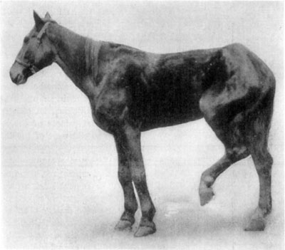 Fig. 51&mdash;Gonitis. Showing position assumed in such cases
because of pain occasioned. Photo by Dr. C.A. McKillip.