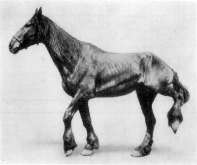 Fig. 52&mdash;Spring-halt.