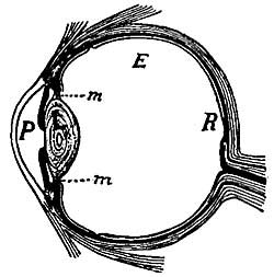 FIG. 78.&mdash;The eye.