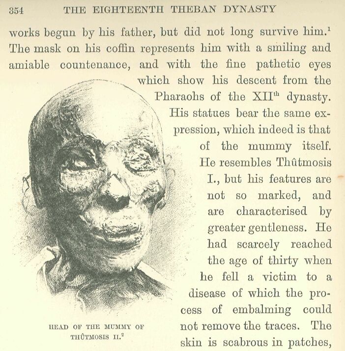 354.jpg Head of the Mummy Of Th�tmosis Ii. 