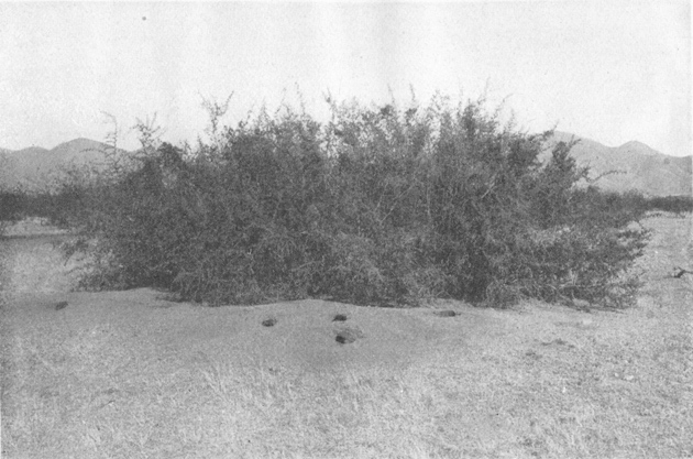 Plate III. Fig. 1.&mdash;Kangaroo Rat Mound (Dipodomys s. spectabilis).