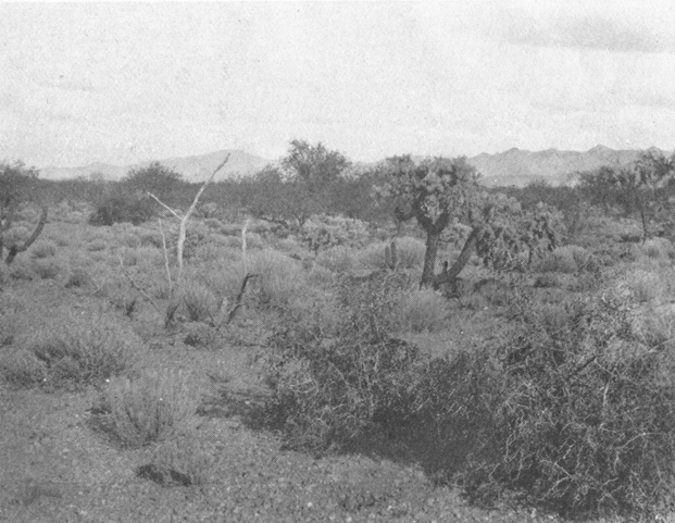 Plate IV. Fig. 2.&mdash;Range Conditions Less Favorable to Kangaroo Rats.