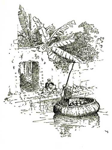 High, eminent, blooming ambrosial fruit Of vegetable
gold;