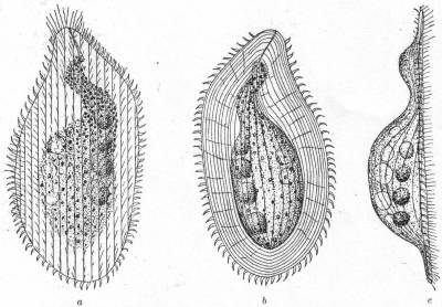 Loxophyllum setigerum, var. armatum.
a, b, c, ventral, dorsal, and lateral aspects.