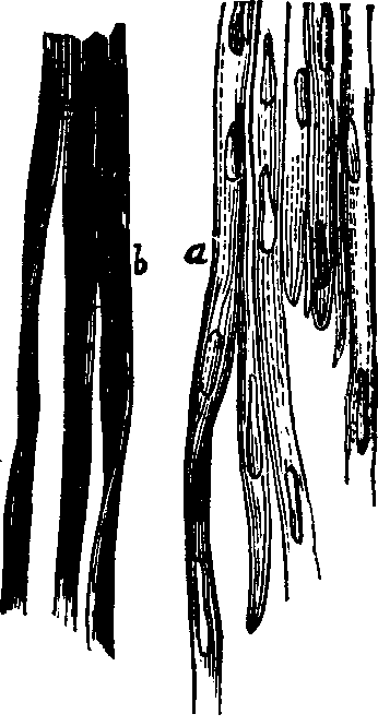 Illustration:
Fig. 22. Unstriated muscular fiber; 