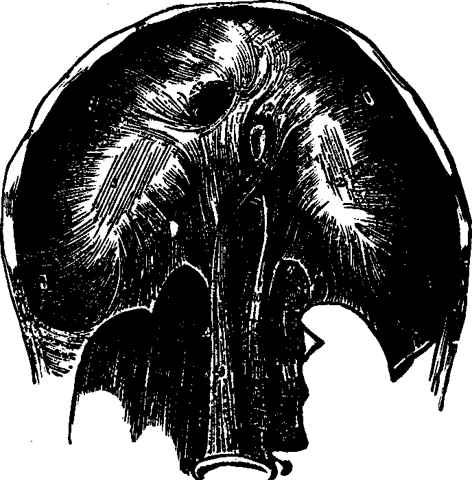 Illustration:
Fig. 23. A view of the under side of the diaphragm.