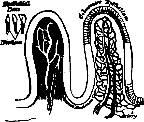 Illustration:
Fig. 30. Villi of the small intestine greatly magnified.