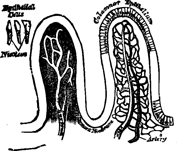 Illustration:
Fig. 35. Villi of the small intestine greatly magnified.