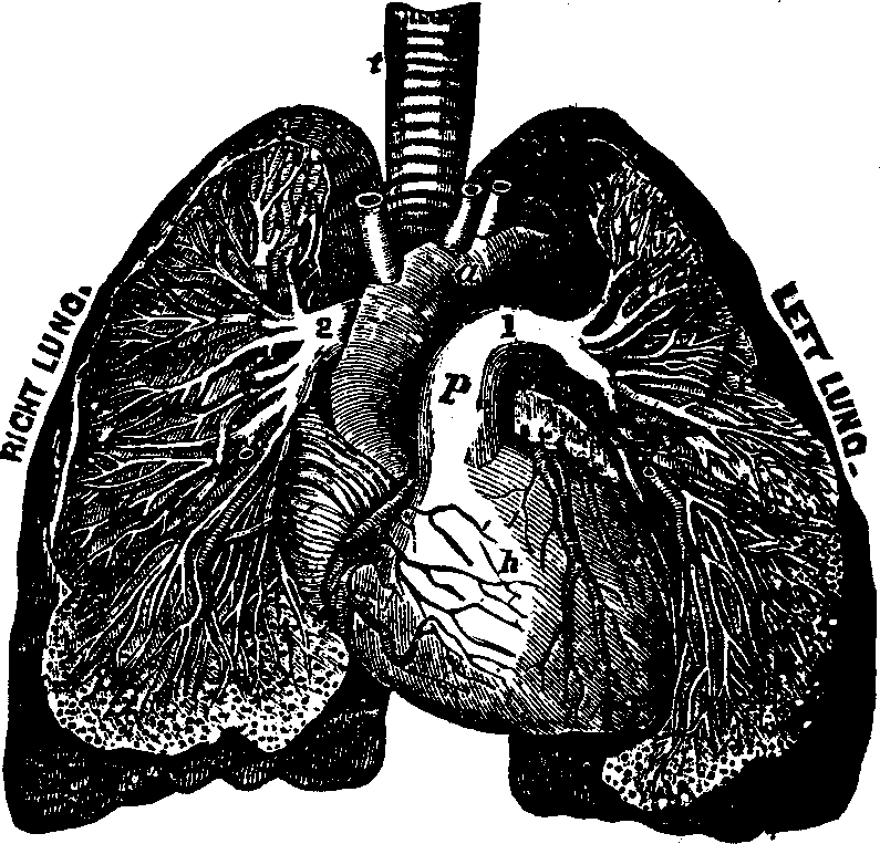 Illustration:
Fig. 40. General view of the heart and lungs, 