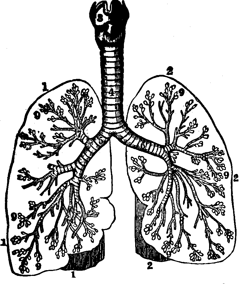 Illustration:
Fig. 43. An ideal representation of the respiratory organs. 