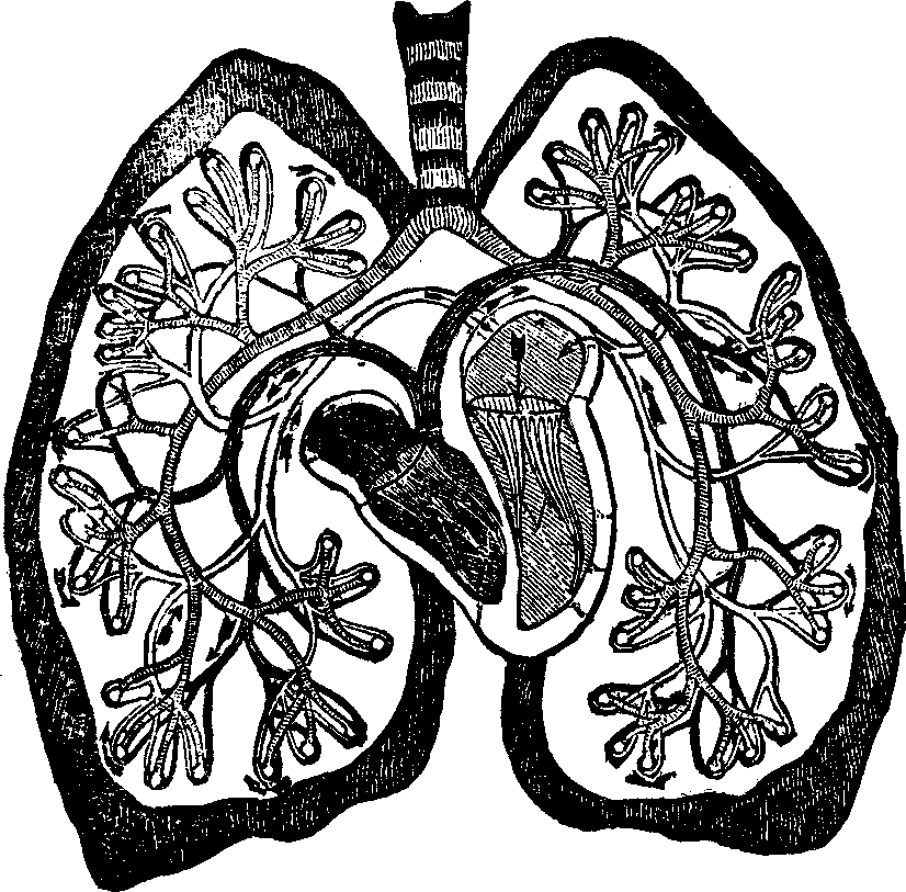 Illustration:
Fig. 45. View of the pulmonary circulation.