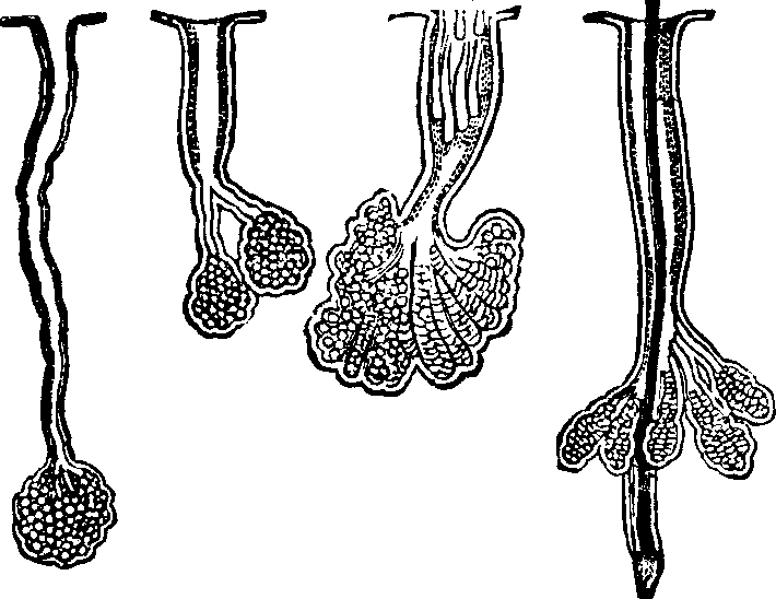 Illustration:
Fig. 49. A representation of oil-tubes from the scalp and nose.