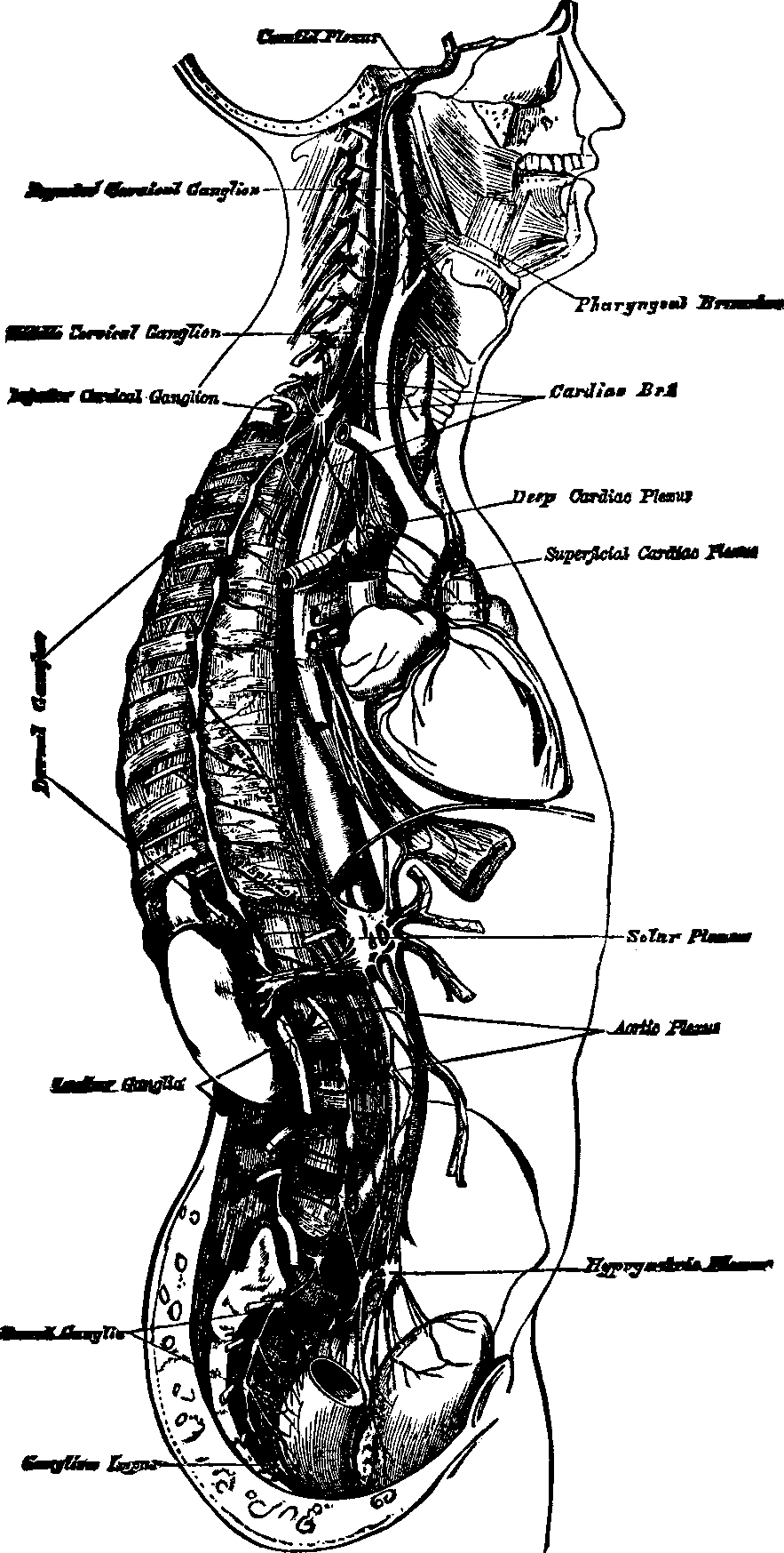 Illustration:
Fig. 61. Course and distribution of the great Sympathetic Nerve