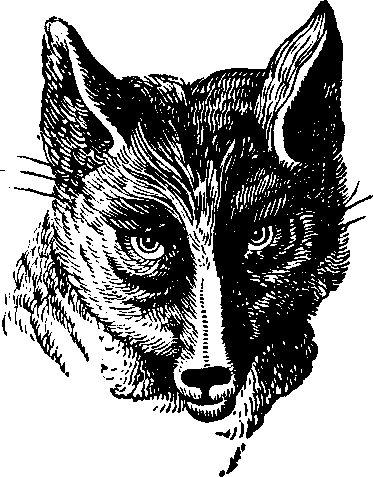 Illustration:
Fig. 75. Sly Reynard