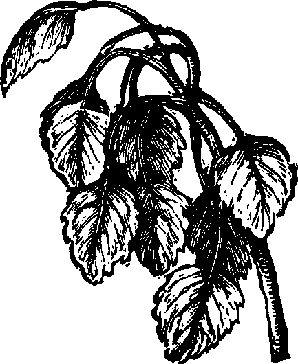 Illustration:
Fig. 118. Aspen.