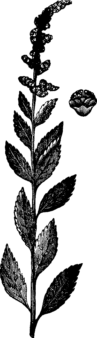 Illustration:
Fig. 124. Hardhack. 