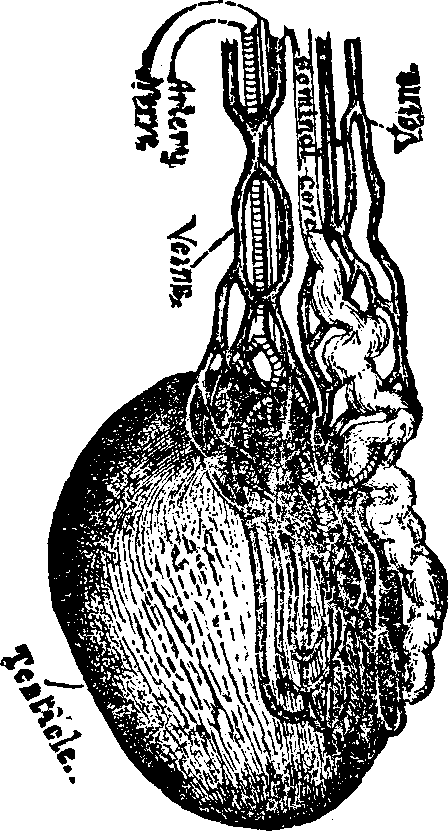 Illustration:
Fig. 1. The Testicle in a healthy condition.