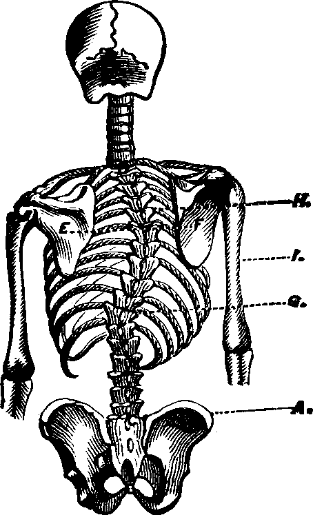 Illustration:
Fig. 6. Lateral curvature of the spine. E to F, the primary curve.