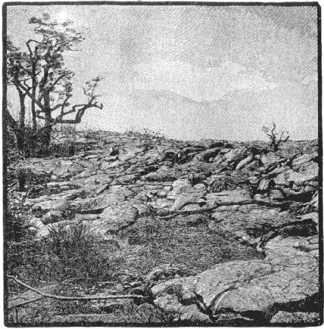 Fig. 15.&mdash;Flow of lava invading a forest. A tree in the
distance is not completely burned, showing that the molten rock had
lost much of its original heat.