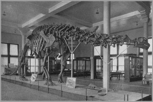 Fig. 19.: Mounted Skeleton of Brontosaurus in the
American Museum.