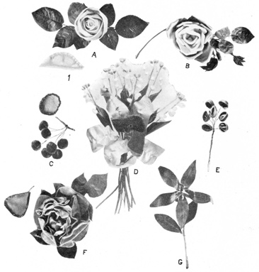 A. AMERICAN BEAUTY ROSE WITH DETAIL. B. RIBBON ROSE. C.
CHERRIES WITH DETAIL. D. ORCHIDS WITH LILIES OF THE VALLEY. E. RAISINS.
F. WIRED ROSE WITH DETAIL. G. POINSETTIA.