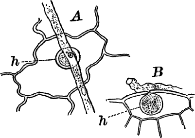 Fig.&nbsp;40.