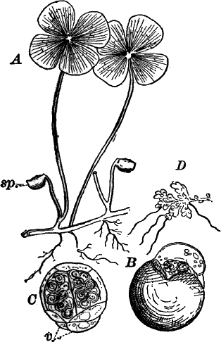Fig.&nbsp;71.