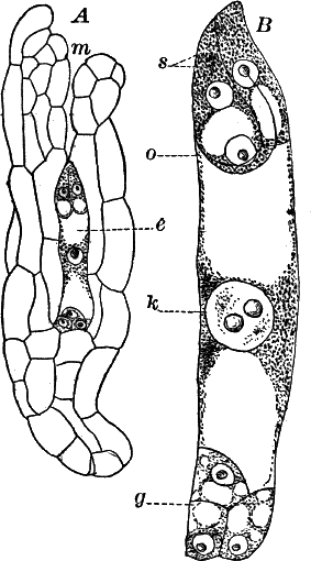 Fig.&nbsp;79.