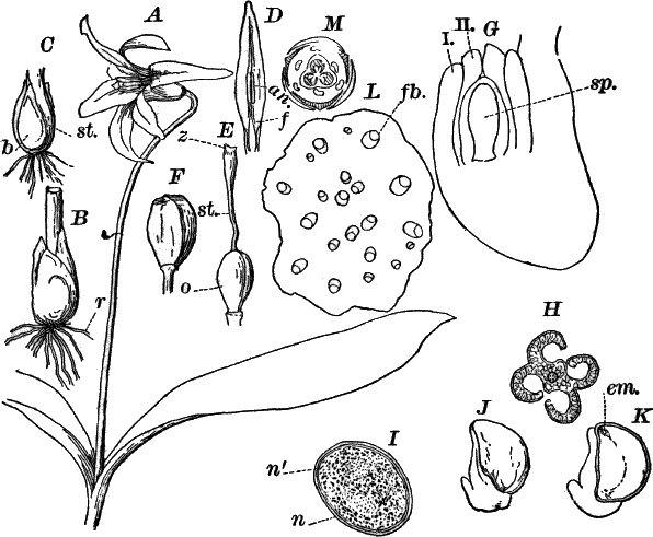 Fig.&nbsp;81.