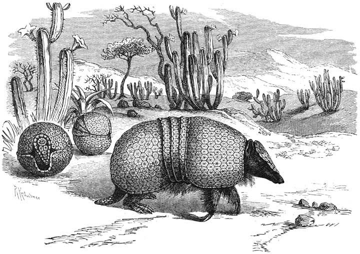 Kogel-gordeldier (Tolypeutes tricinctus). Volgens teekeningen van G&ouml;ring. &frac14; v.d. ware grootte.